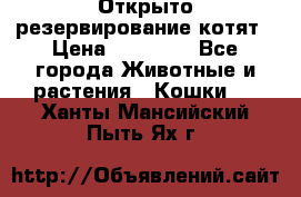 Открыто резервирование котят › Цена ­ 15 000 - Все города Животные и растения » Кошки   . Ханты-Мансийский,Пыть-Ях г.